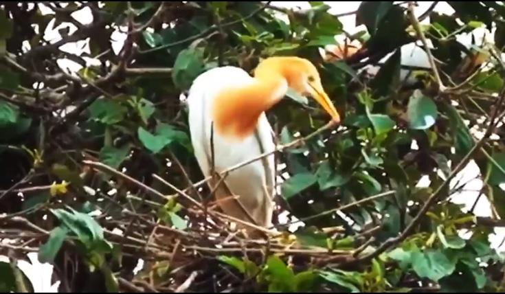  Melihat Burung Kokokan di Desa Petulu Bali