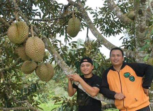  Nikmatnya Durian Otong di Desa Bulo