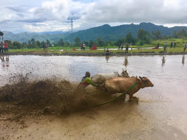 Pacu Jawi, Tradisi Tanah Datar yang Mendunia