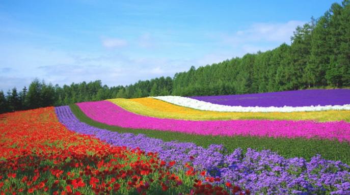  Menikmati Hamparan Lavender di Furano