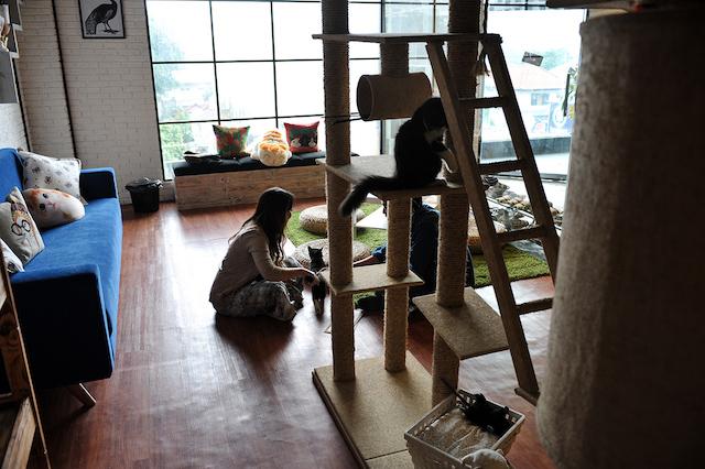  4 Kafe Ini untuk Pecinta Binatang