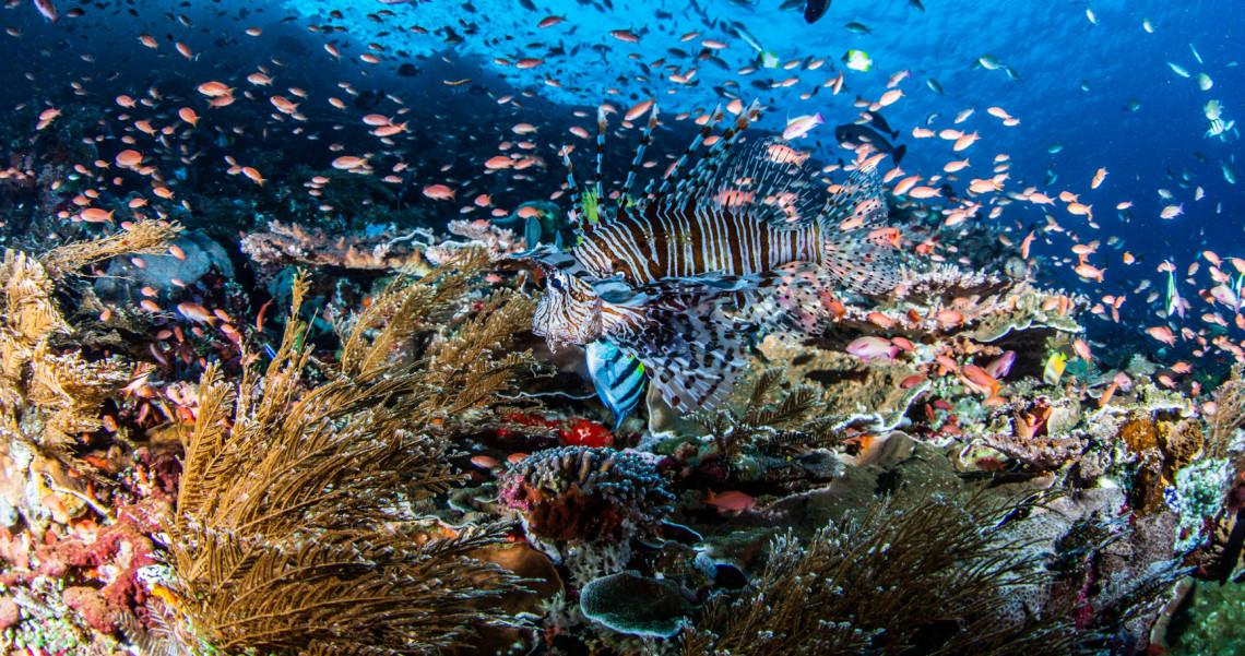  Pelaku Wisata Selam Diajak Siapkan Strategi Promosi 