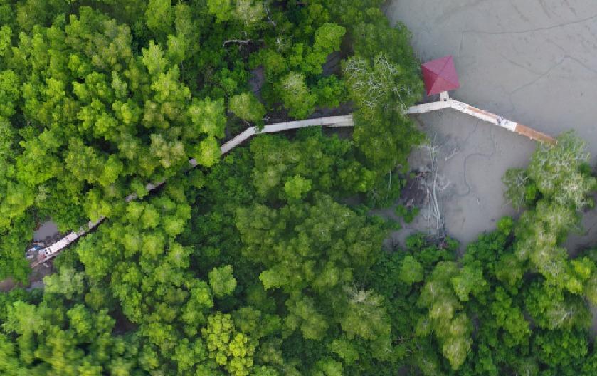 Tracking Mangrove, Destinasi Baru di Asahan