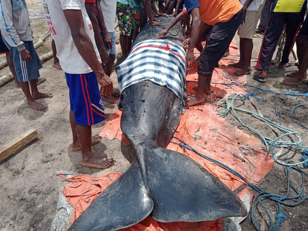  Warga Kepulauan Aru Gelar Ritual Adat Penguburan Paus Terdampar