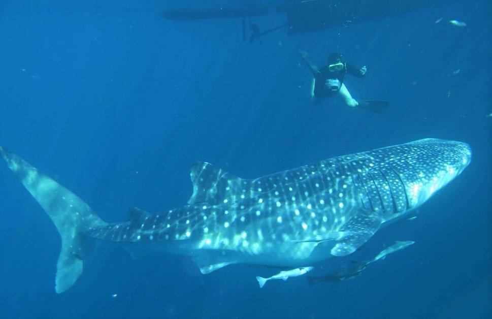  KKP Buat Rencana Aksi Nasional Konservasi Hiu Paus