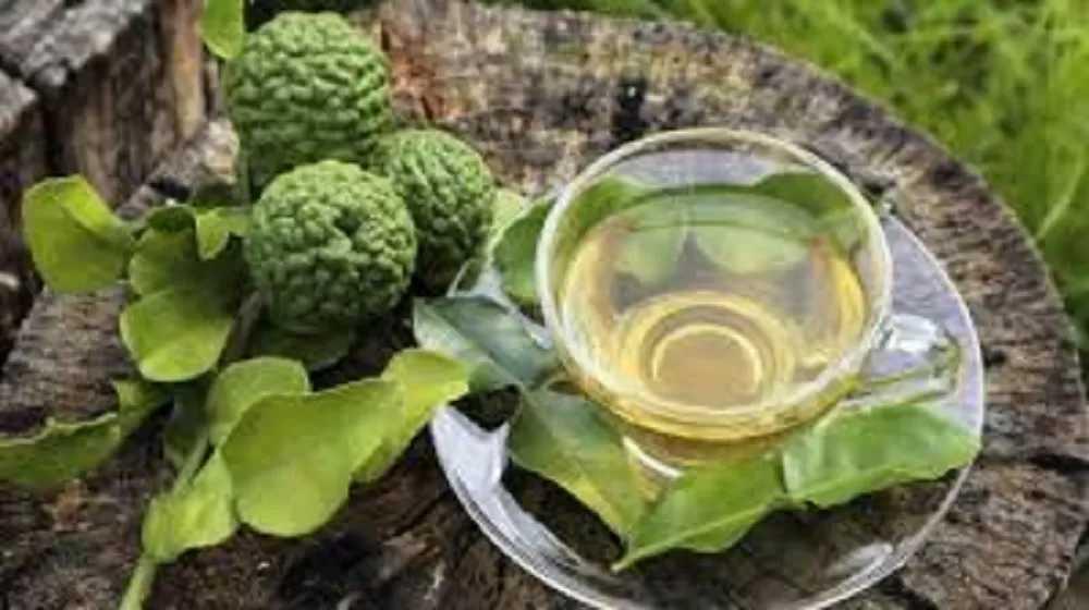 Sehatkan Liver tanpa Obat, Coba Rendaman Daun Jeruk Purut Ini