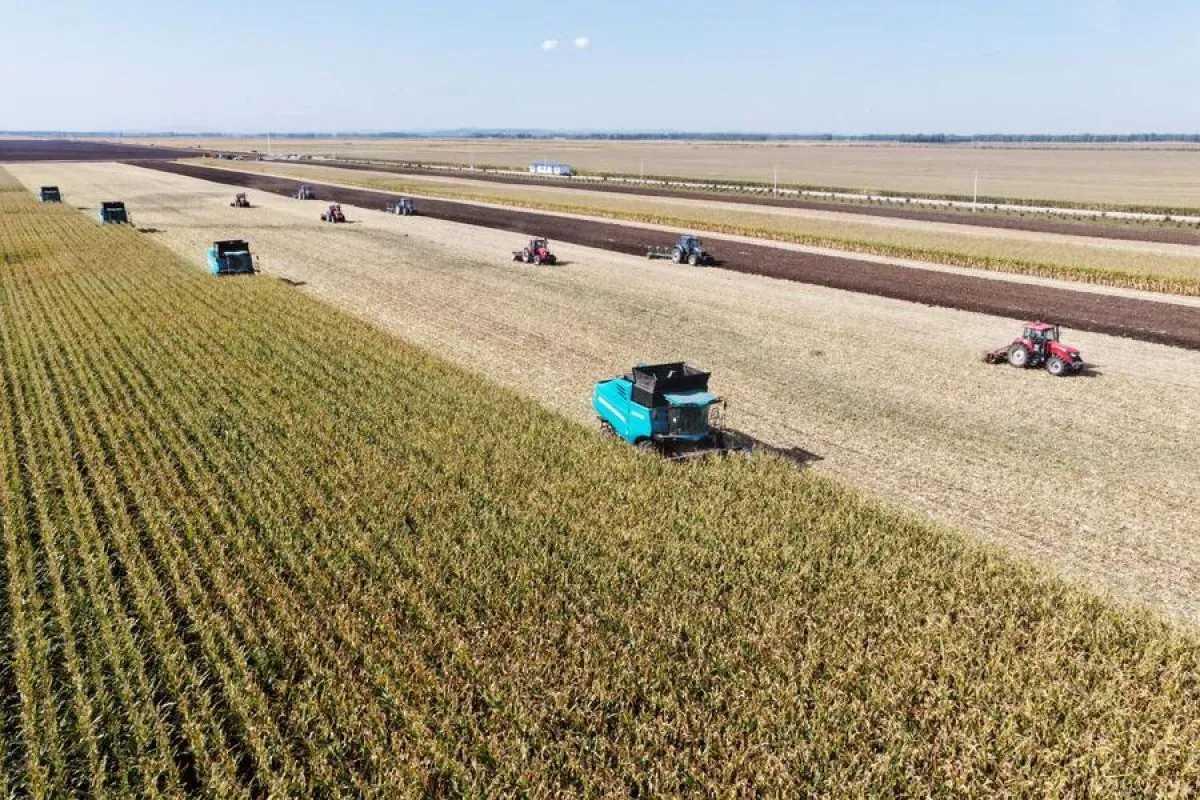  Universitas Pertanian China Luncurkan Shennong 3.0, Model AI Pintar untuk Masa Depan Agrikultur