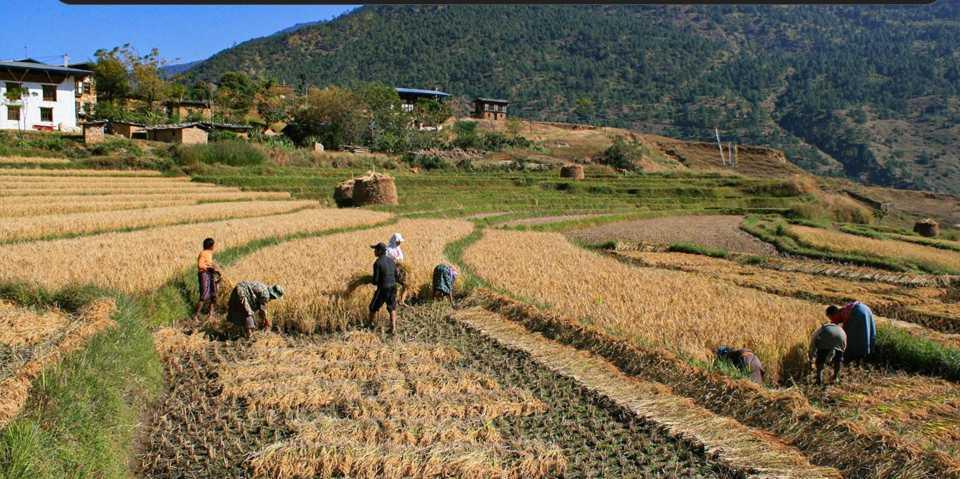 Tradisi Gotong Royong di Bhutan: Cara Desa-desa Himalaya Merawat Kebersamaan