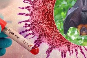 Apa Itu Virus Nipah? Penyakit Mematikan yang Bikin Bandara Asia Siaga