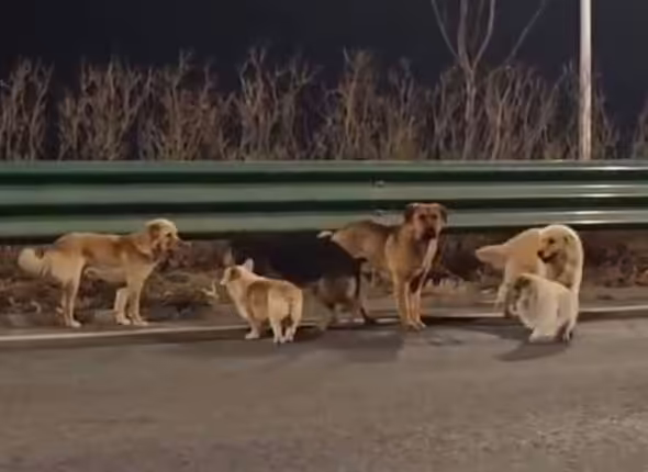 Kisah Haru: Tujuh Anjing Berhasil Melarikan Diri dari Pencuri dan Pemasok Daging di Tiongkok