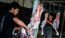 Cara Aman Menangani Hewan Kurban agar Terhindar dari Infeksi Kulit