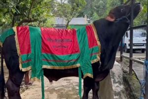 Inul Daratista Rayakan Idul Adha 1447 H dengan Kurban Lima Ekor Sapi