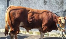  Wagub Rano Karno Beri Sapi Kurban 1 Ton untuk Warga Gandaria Utara