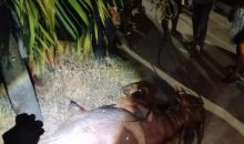 Detik-Detik Kerbau Kurban Mengamuk di Kudus hingga Dilumpuhkan Polisi