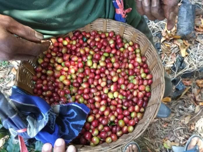  Berstandar Fairtrade, Kopi Arabika Kayumas Diekspor Secara Perdana ke AS