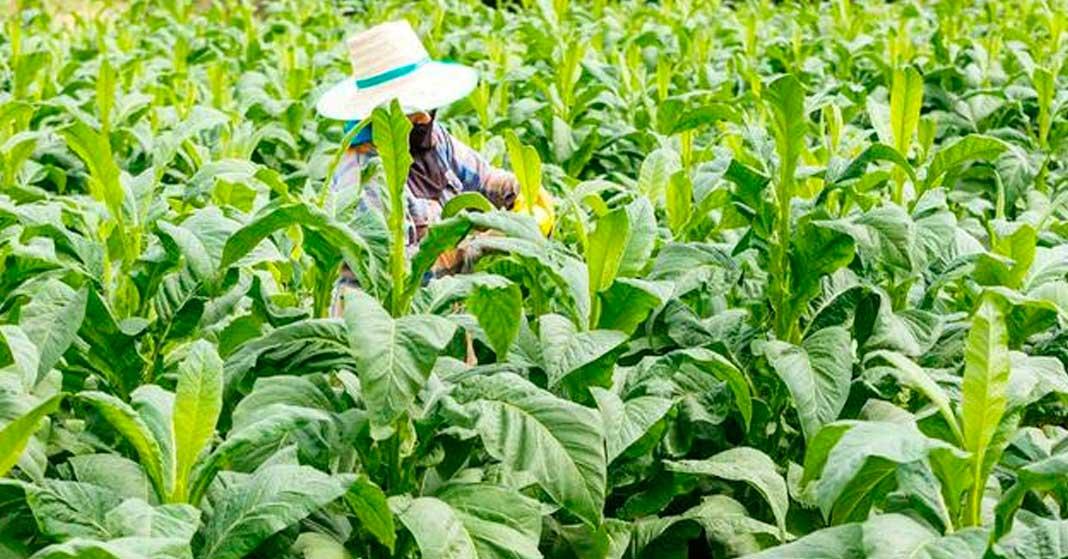  Ini Harga Tembakau Jenis Srintil di Masa Panen