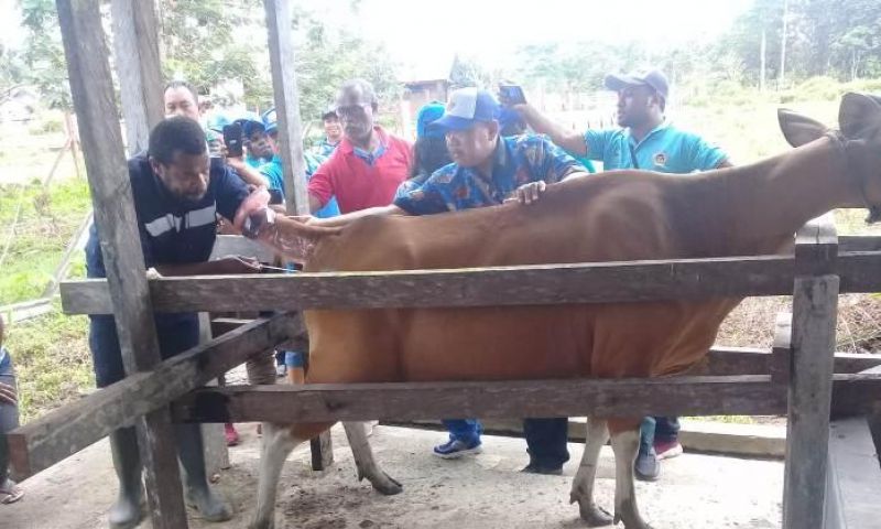 2020, Inseminasi Buatan bagi Ternak Sapi di Sorsel, Papua Barat Dikenalkan