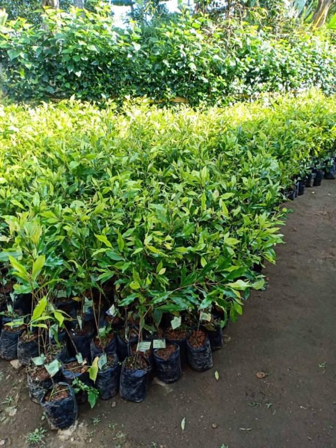  Distan Tidore Salurkan 16 Ribu Bibit Cengkeh dan Pala 