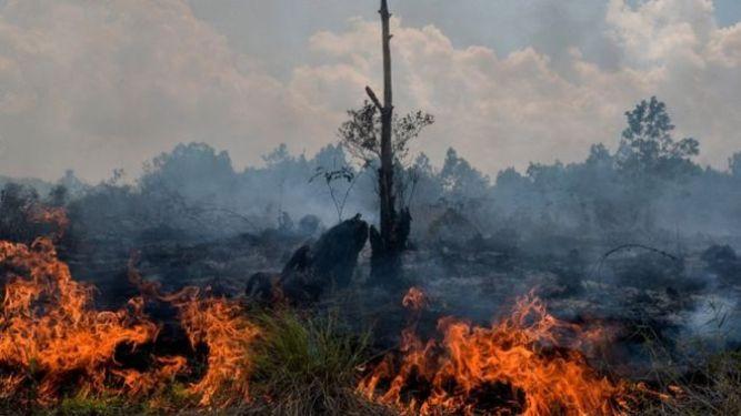  Karhutla di Indonesia Marak, BNPB Sebut Ini Gara-garanya