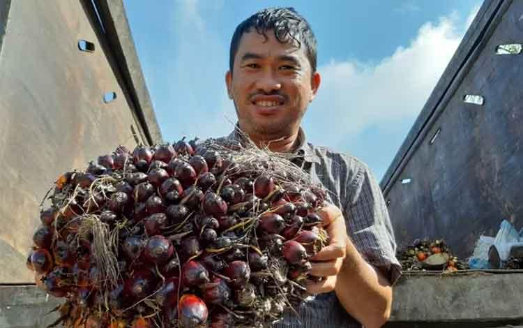  Gapki Kalbar: Produksi CPO Turun, Harga Sawit Naik