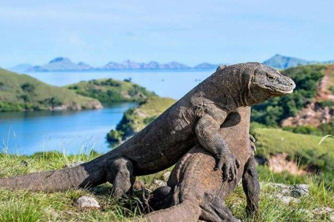  NTT Dapat Kebijakan Konkuren dari Pusat, Kelola Taman Nasional Komodo