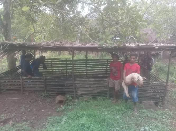  BPAN Bantu Ternak Babi untuk Anggota