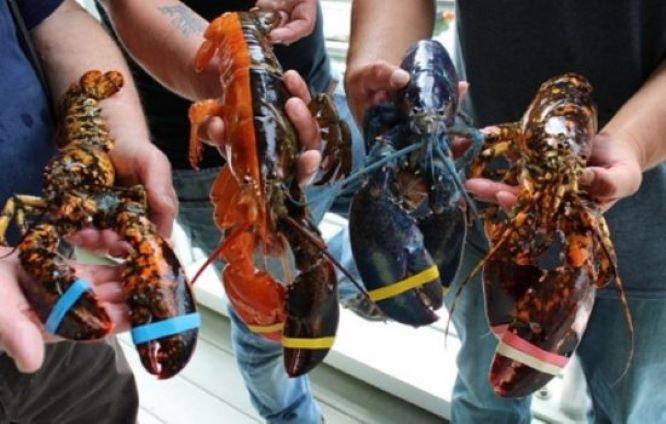  Presiden Berpesan ke Menteri Sakti Wahyu Agar Regulasi Ekspor Benih Lobster Dievaluasi