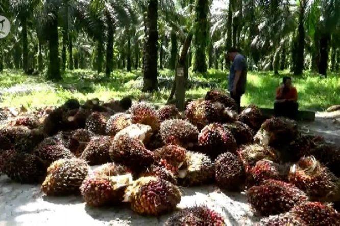  Industri Sawit Indonesia Bertransformasi ke ESG