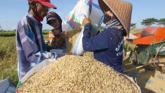  Produksi Padi di Karawang Melimpah Capai 1,3 Juta Ton