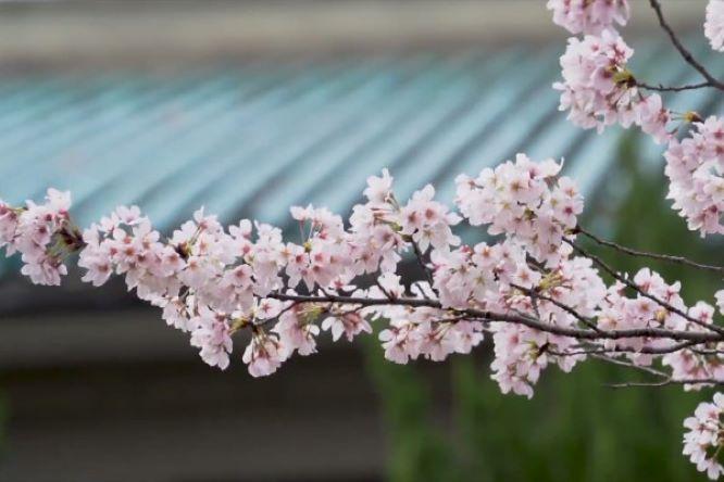  Tahun Ini dalam 1.200 Tahun, Bunga Sakura Mekar Paling Awal di Kyoto