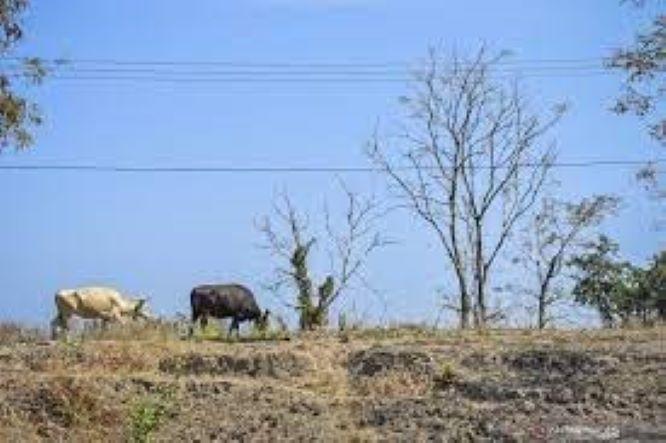  BMKG Sebut Bali, NTT, dan NTB Berisiko Tinggi Mengalami Kekeringan