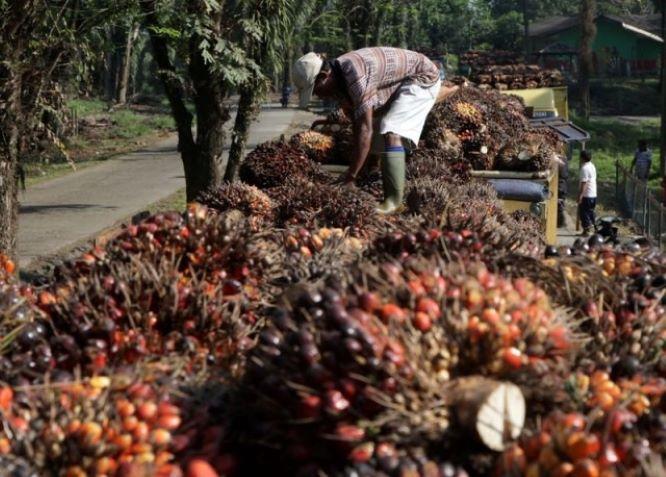  Indonesia-Belanda Perkuat Kerja Sama terkait Kapasitas Petani Sawit