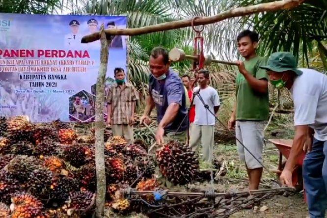  Majukan Industri Sawit, AII Jembatani Inventor dan Investor Manfaatkan Inovasi Sawit
