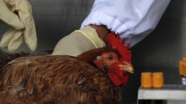  Setelah Prancis, Belgia pun Laporkan Wabah Flu Burung
