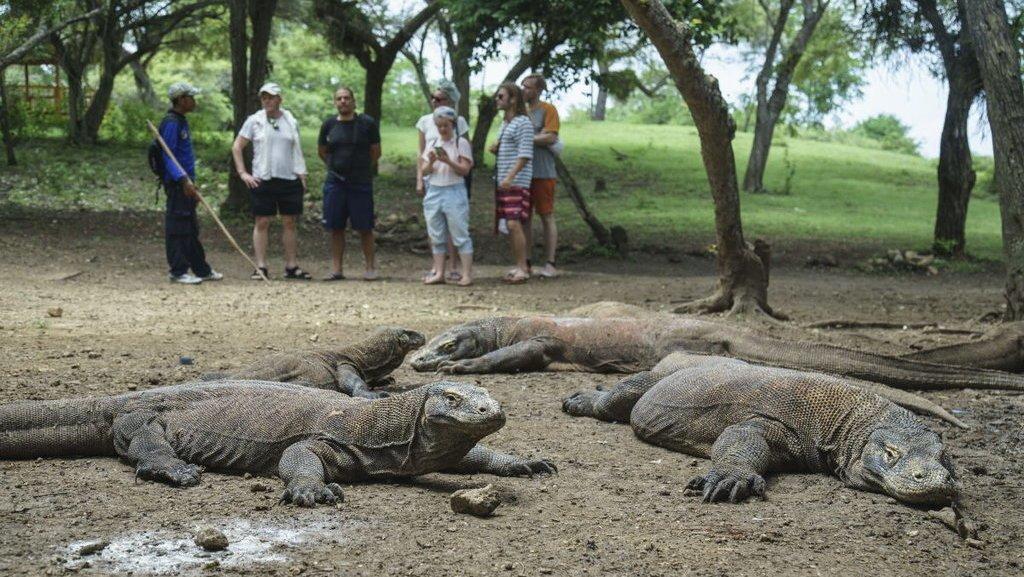  Pemprov NTT Tetapkan Tarif Masuk Pulau Komodo Rp3,75 Juta