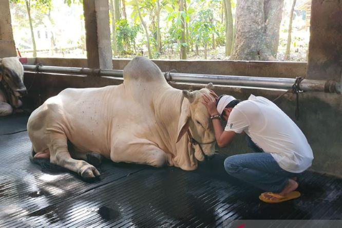  Lepas Sapi-sapi Kesayangannya untuk Kurban, Dedi Mulyadi Tak Kuat Menahan Tangis