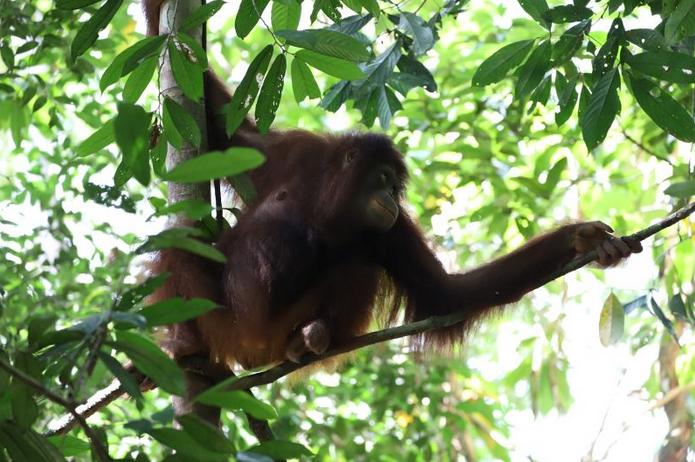  BSKDA Kalbar Lepasliarkan Dua Orangutan