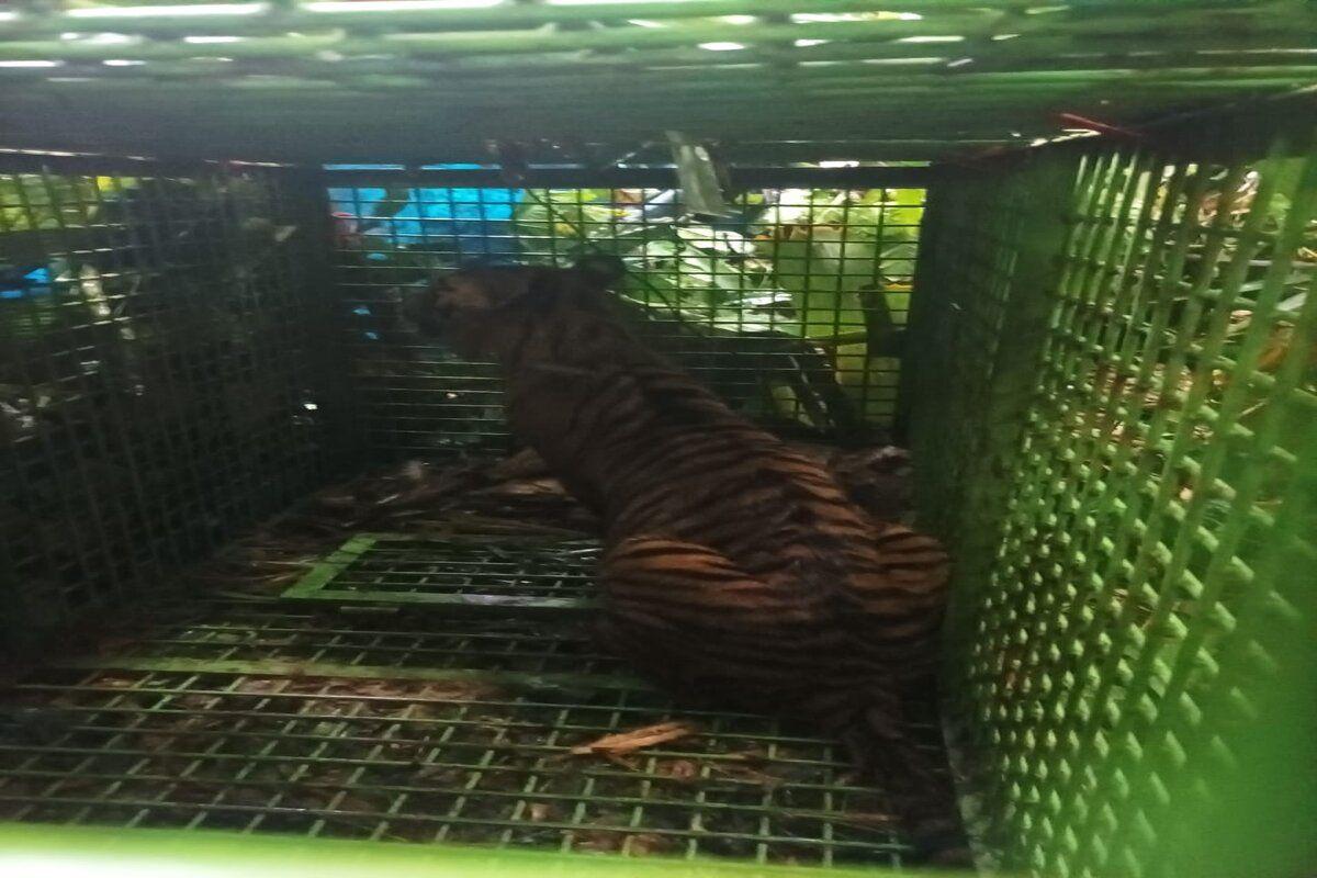  Tim Gabungan Berhasil Tangkap Harimau Pemangsa Manusia di Lampung