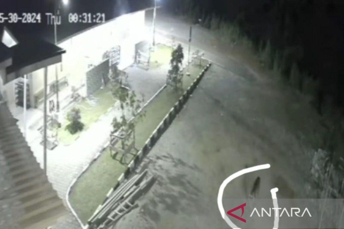  Seekor Harimau Terekam CCTV Berkeliaran di Halaman Masjid Kabupaten Solok