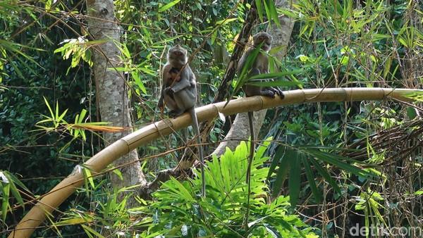  DLH Gunungkidul Berusaha Atasi Serbuan  Monyet Ekor Panjang dengan Cara Giring ke Ekosistem Habitatnya