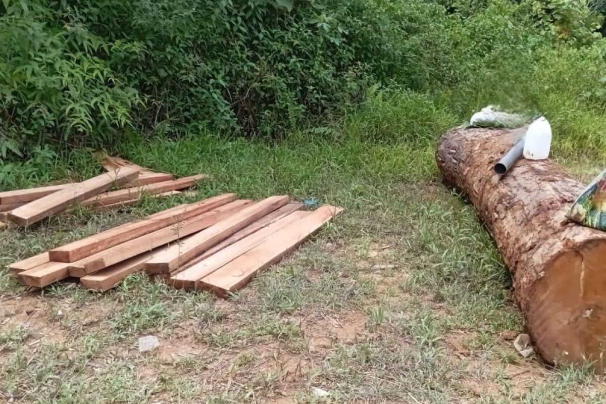  Walhi Temukan Illegal Logging di Hutan Adat Mukim Krueng Aceh