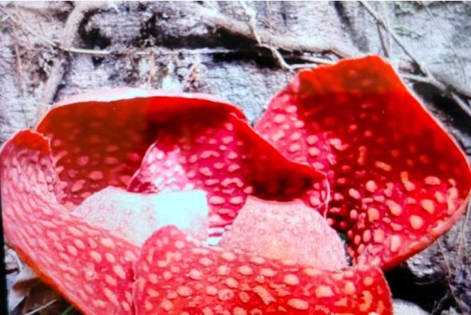  Lima Bunga Raflesia Mekar di Kabupaten Agam