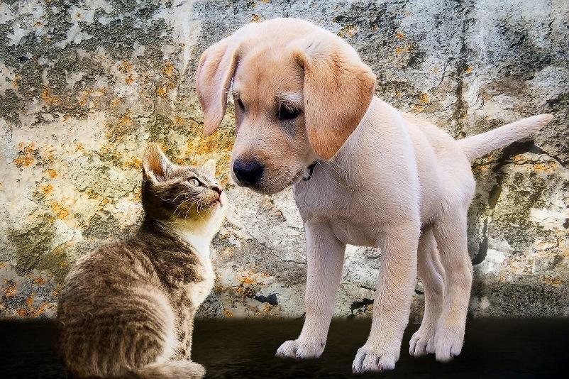  Usia Harapan Hidup Kucing dan Anjing di Indonesia di Bawah Enam Tahun
