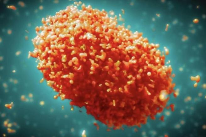  Kasus Mpox atau Cacar Monyet di Australia Melonjak