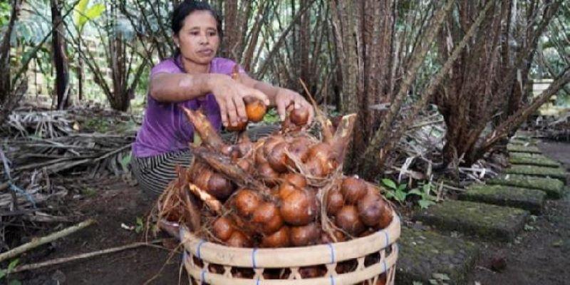  FAO Tetapkan Agroforestri Salak Indonesia Warisan Pertanian Dunia
