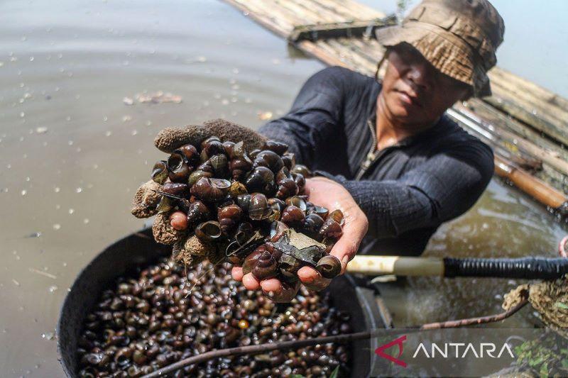  BRIN Dorong Usaha Kosmetik Lewat Riset Bioprospeksi Lendir Keong Darat