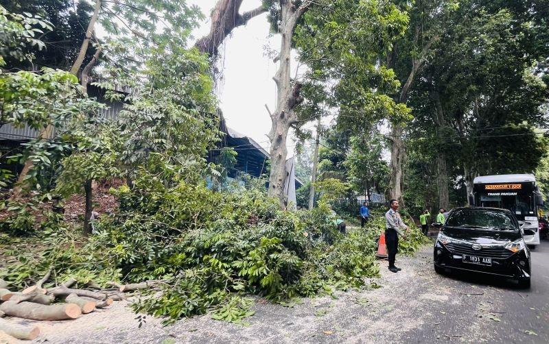  Pemkot Bogor Lanjutkan Penanganan Pohon untuk Antisipasi Bencana