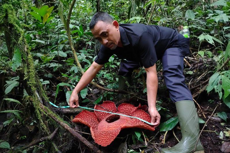  Wow, Rafflesia Tuan-Mudae Mekar Sempurna di Agam