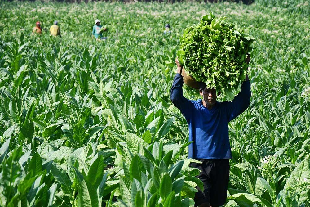  Bupati Temanggung Dorong Pabrik Rokok Serap Tembakau Petani Lokal