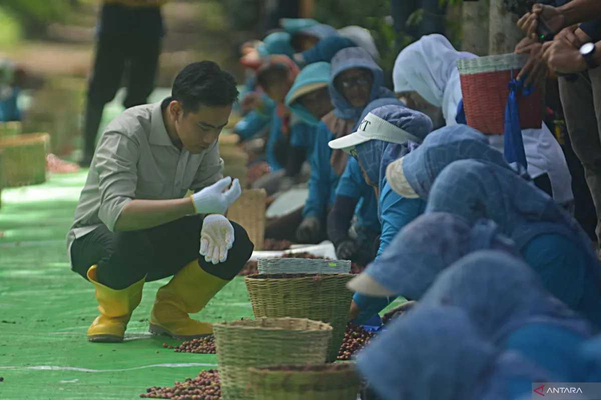  Wapres Gibran: Kopi Indonesia Mendunia, Kunci di Kualitas dan Hilirisasi